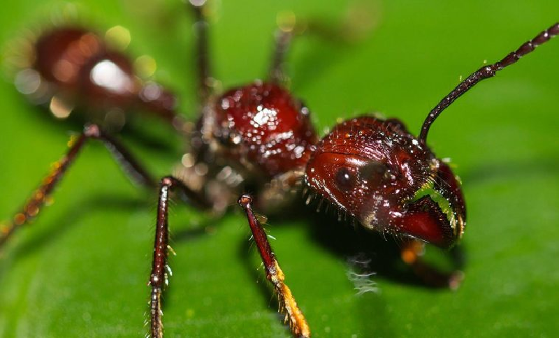 Theo Culture Trip, nhà côn trùng học, Tiến sĩ Justin Schmidt cho rằng đây là loài kiến cắn đau nhất, có nọc độc nhất thế giới. Ông từng ví cơn đau dữ dội do vết đốt của kiến đạn giống như nhúng gót chân qua đống than hồng cùng với chiếc đinh dài hơn 7.5 cm cắm vào gót chân”. (Ảnh: theanimalfacts)