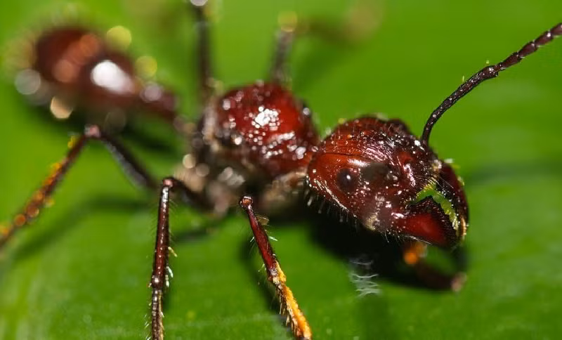 Theo Culture Trip, nhà côn trùng học, Tiến sĩ Justin Schmidt cho rằng đây là loài kiến cắn đau nhất, có nọc độc nhất thế giới. Ông từng ví cơn đau dữ dội do vết đốt của kiến đạn giống như nhúng gót chân qua đống than hồng cùng với chiếc đinh dài hơn 7.5 cm cắm vào gót chân”. (Ảnh: theanimalfacts)