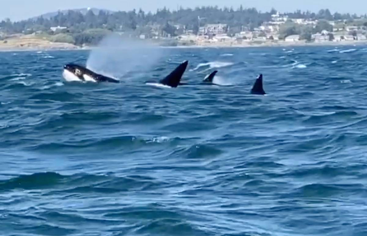 Trưởng nhóm nghiên cứu John Totterdell, nhà nghiên cứu động vật biển tại Trung tâm Nghiên cứu Cetacean (CETREC) ở Tây Úc, người đã chứng kiến vụ tấn công đầu tiên vào năm 2019 nói với Live Science trong một email.