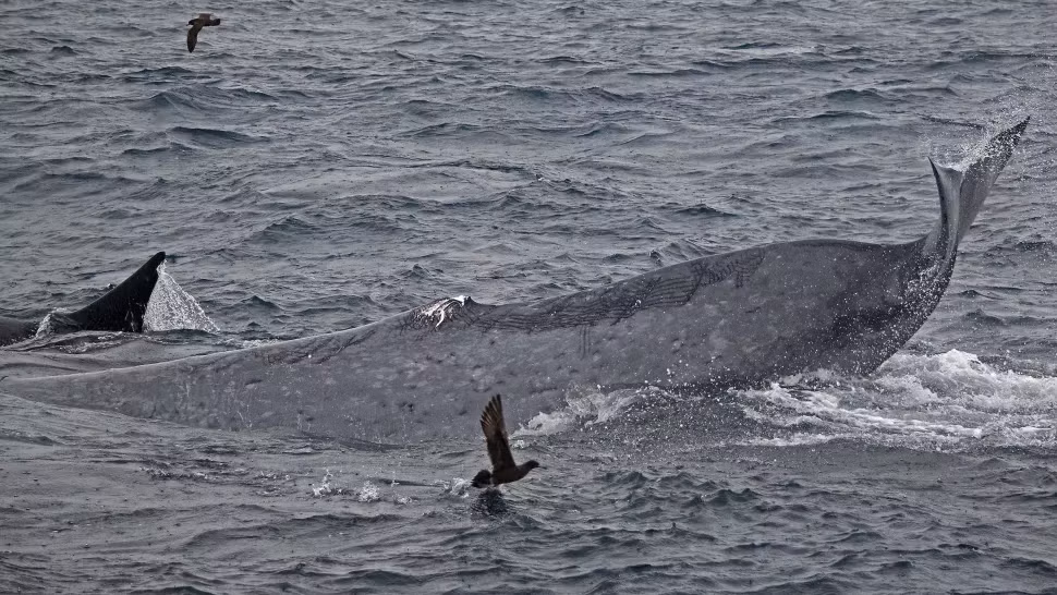 Cận cảnh phần đuôi bị thương của một con cá voi xanh sau cuộc tấn công.