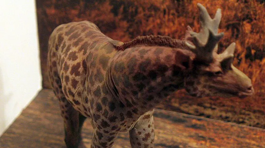 Khoảng 8.000 năm trước, có một loài tên là sivatherium di chuyển quanh lục địa Bắc Phi hoặc Châu Á. Chúng trông giống như sự pha trộn giữa một con hươu cao cổ và một con linh dương. Sivatherium rất lớn và có đôi vai thực sự mạnh mẽ để giữ cái đầu to và nặng của nó. Đó là bởi vì sivatherium không chỉ có một bộ sừng mà là hai bộ sừng - một bộ trên đỉnh đầu và một bộ ở trên mắt.