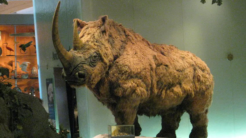 Bạn có thể đã nghe nói về voi ma mút lông cừu nhưng bạn có biết về "người bạn thân" khác có chung kiểu lông này không, đó là tê giác lông cừu. Chúng dài 3 mét và nặng từ 1.800 đến 2.700 kg!