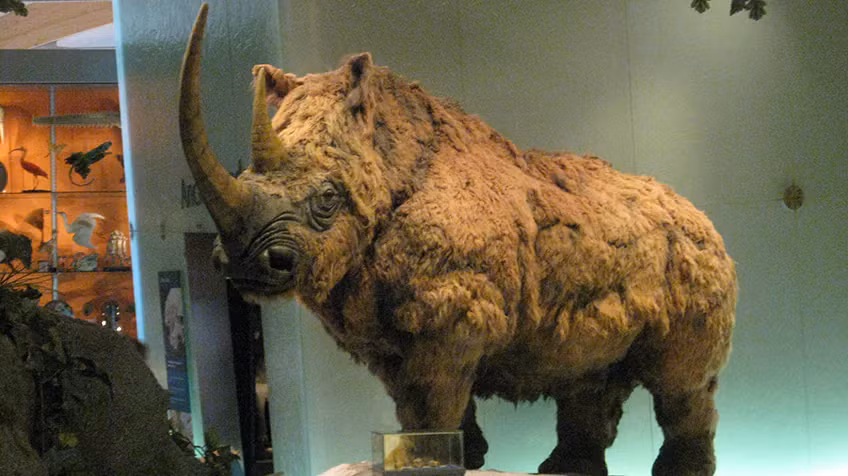 Bạn có thể đã nghe nói về voi ma mút lông cừu nhưng bạn có biết về "người bạn thân" khác có chung kiểu lông này không, đó là tê giác lông cừu. Chúng dài 3 mét và nặng từ 1.800 đến 2.700 kg!