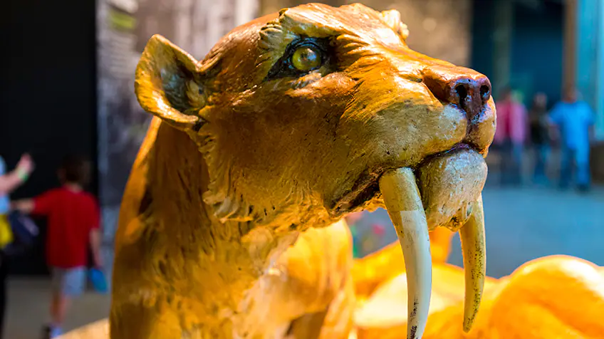 Smilodon lấy tên từ tiếng Hy Lạp có nghĩa là "lưỡi" và "răng", điều này rất phù hợp vì chúng có những chiếc răng nanh to và cong dài tới 28 cm diện mạo như lưỡi dao. Những con mèo rừng khổng lồ và đáng sợ này từng sống trong các khu rừng ở Bắc, Nam và Trung Mỹ, và ăn thịt bò rừng, linh dương và ngựa cách đây khoảng 42 triệu năm trước. 