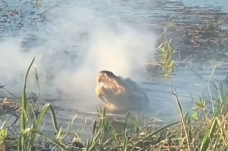 Khi nó cắm những chiếc răng sắc nhọn của mình vào thiết bị, người ta tin rằng con cá sấu tên là George đã xé toạc pin.