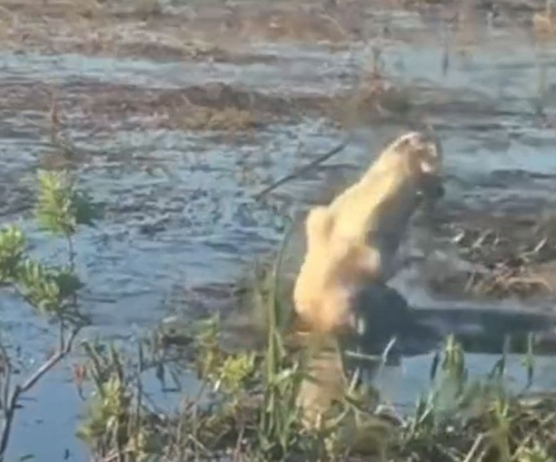 Được quay tại công viên quốc gia Everglades của Florida bởi một cặp blogger du lịch, đoạn phim cho thấy con vật nhảy lên khỏi mặt nước và nuốt chửng thiết bị bay không người lái.