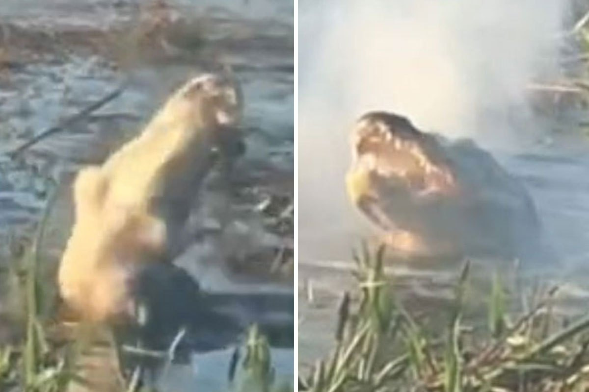 Một TikToker @devhlanger đã chia sẻ video ghi lại khoảnh khắc một con cá sấu chộp lấy một thiết bị bay không người lái bay lơ lửng giữa không trung, nhầm đó là một món ăn nhẹ.