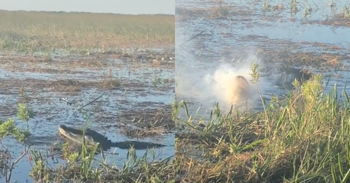 Nhưng bất chấp lượng khói lớn, con vật vẫn tiếp tục nhai thiết bị.