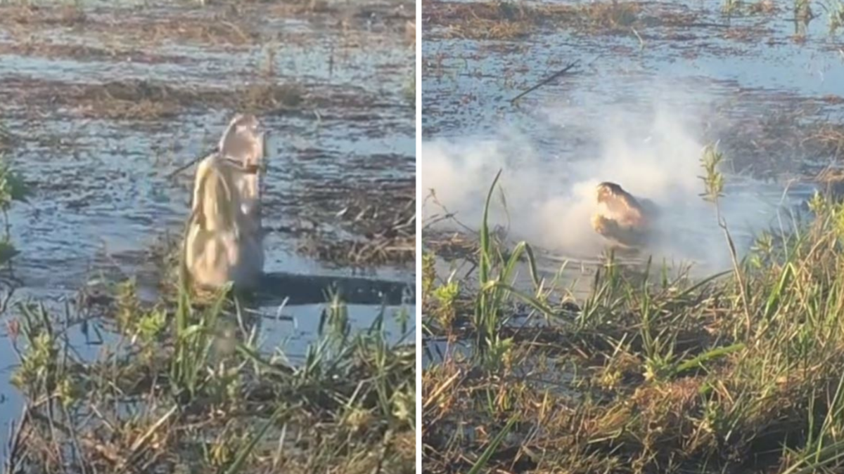 Nhiều khả năng thiết bị bay không người lái sau đó đã bốc cháy, khiến khói trắng dày đặc bốc ra từ miệng của nó.