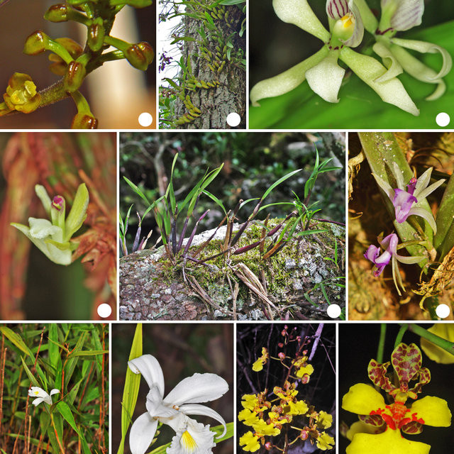 Và nó ra hoa từ tháng 8 đến tháng 9 hằng năm, tuy nhiên rất khó để phát hiện ra loài lan Ponerorchis wolongensis này.