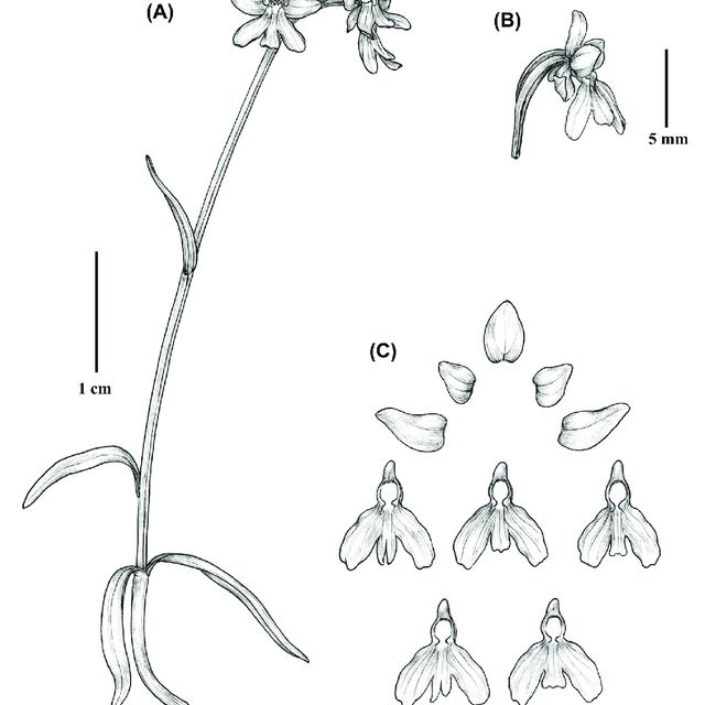 Hoa của nó màu trắng, đài lá phủ hoa bên ngoài hình elip hơi xiên. Các cánh hoa của nó trông khá nhỏ và mọc thẳng.