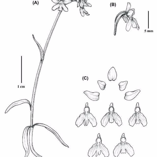 Hoa của nó màu trắng, đài lá phủ hoa bên ngoài hình elip hơi xiên. Các cánh hoa của nó trông khá nhỏ và mọc thẳng.