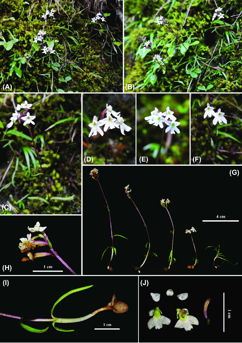 Loài lan này có tên tiếng Anh là Ponerorchis wolongensis. Ponerorchis wolongensis, là một loại thảo mộc yếu với chiều cao 4,5–10,5 cm. Nó có 5 cánh hoa hình mũi mác.