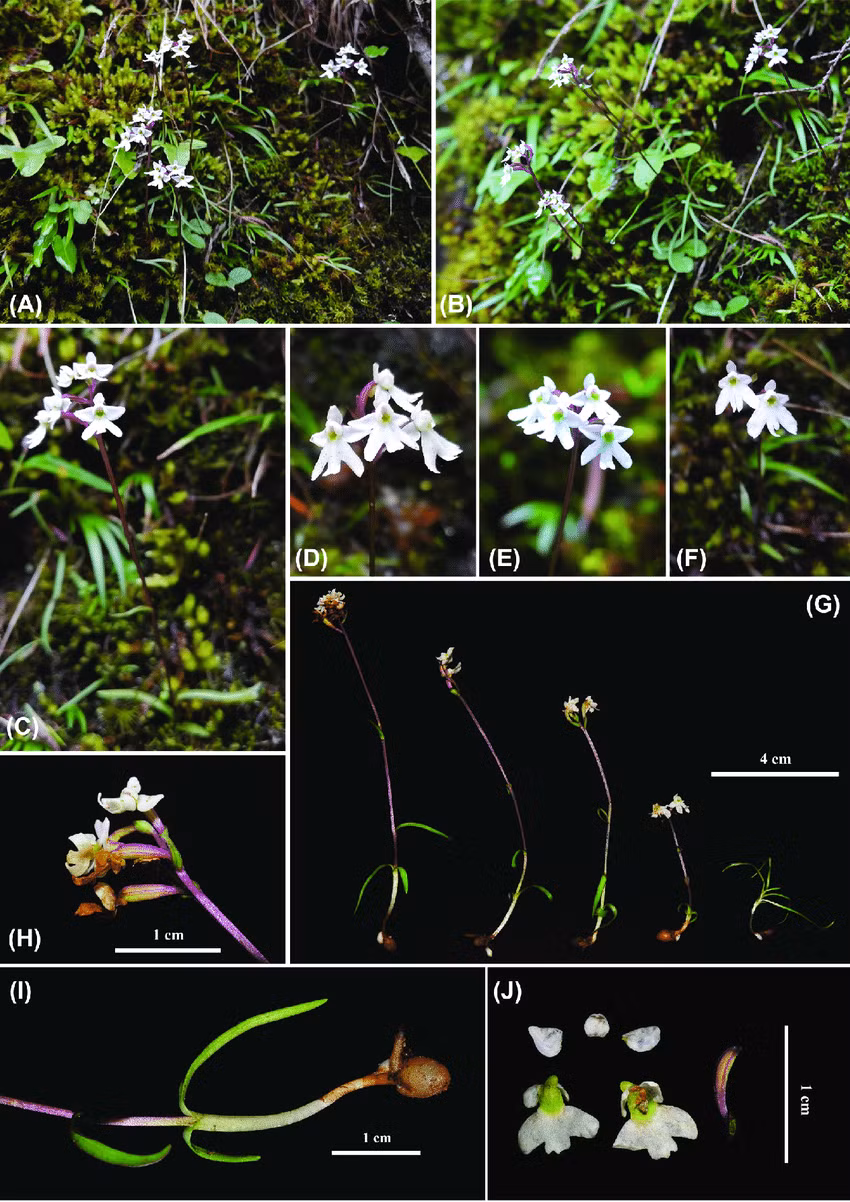 Loài lan này có tên tiếng Anh là Ponerorchis wolongensis. Ponerorchis wolongensis, là một loại thảo mộc yếu với chiều cao 4,5–10,5 cm. Nó có 5 cánh hoa hình mũi mác.