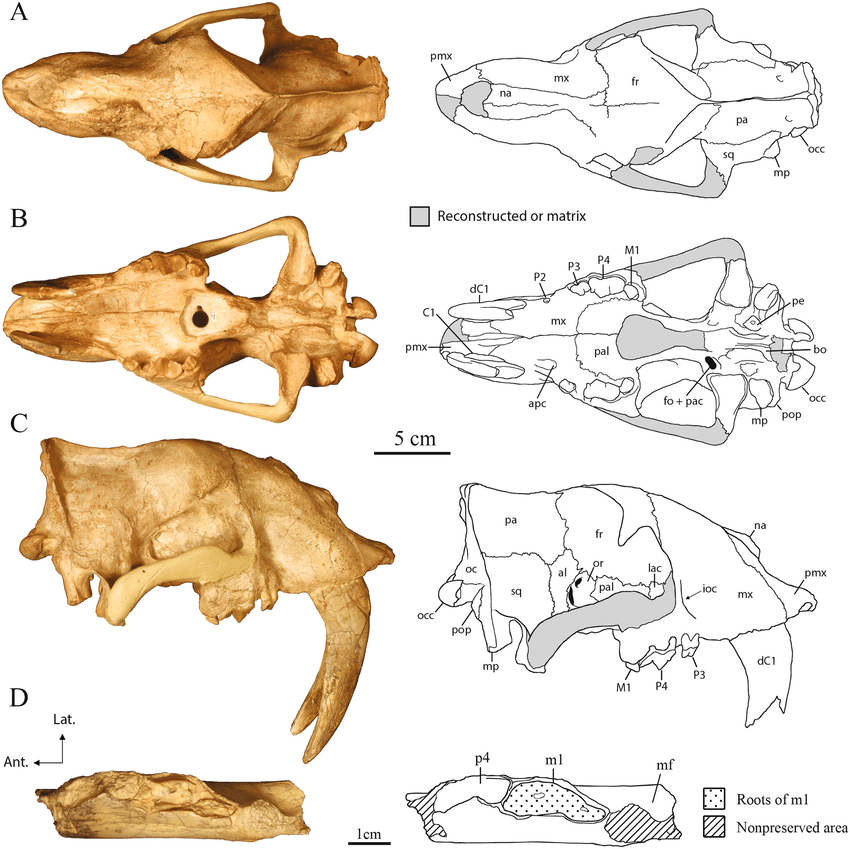 D. vanvalkenburghae còn có một chiếc cằm nhọn hoắt, xương xẩu, điều này cũng có thể giúp nó có được hàm răng kiếm ấn tượng. Khoảng 42 triệu năm trước, D. vanvalkenburghae đã sống trong một môi trường rất khác so với những gì có thể được tìm thấy ở San Diego ngày nay, Poust lưu ý.