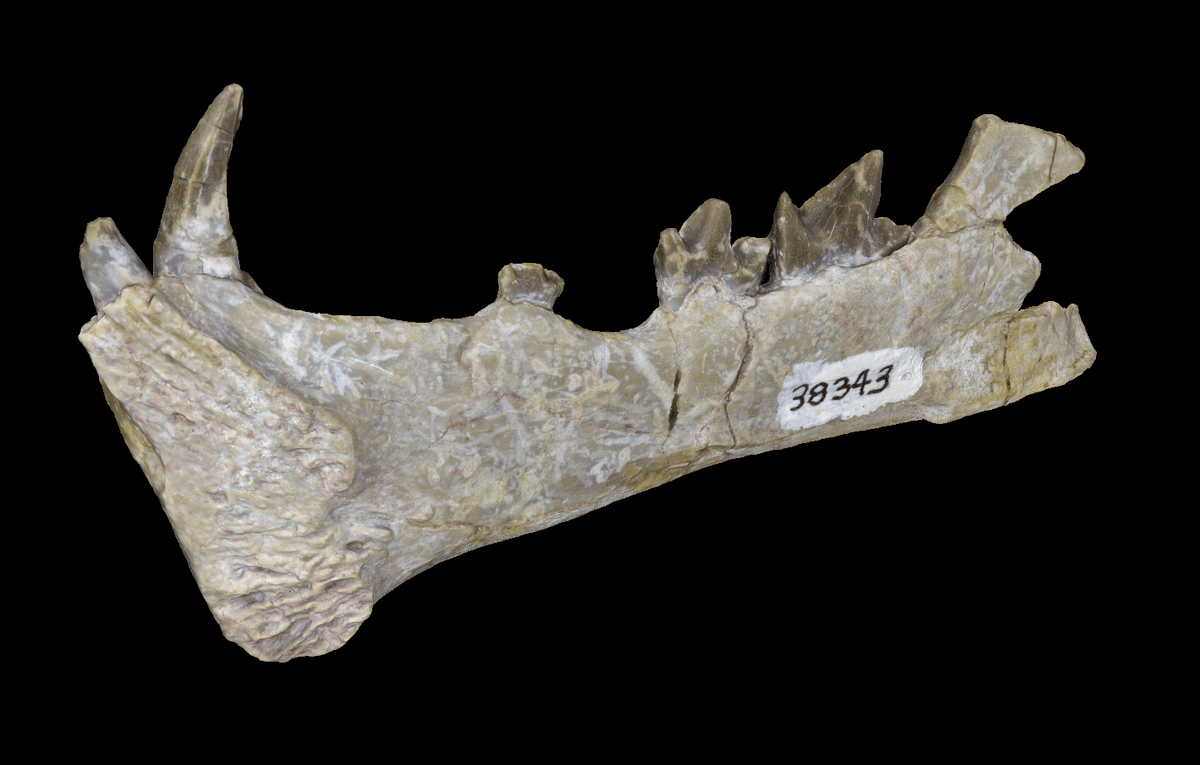 Poust nói với Live Science: “Việc tìm thấy nhóm cụ thể này khá là ngạc nhiên”, vì không có mẫu vật thuộc chi của machaeroidine nào khác ở Mỹ được tìm thấy ở phía tây của dãy núi Rocky. "Chúng tôi hoàn toàn không biết rằng điều này xảy ra ở đây".