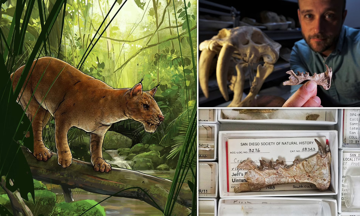 Nhóm nghiên cứu đã chụp ảnh hóa thạch từ nhiều góc độ để tạo ra một mô hình 3D chi tiết xương và răng, và sau khi kiểm tra kỹ lưỡng, họ xác nhận rằng mẫu vật không phải là loài machaeroidine, mà chỉ là một chi của loài machaeroidine nhưng chưa từng thấy trước đây. 