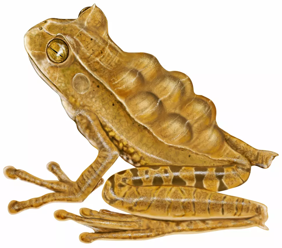 Loài ếch có túi sừng (Gastrotheca cornuta ) quý hiếm và có nguy cơ tuyệt chủng sống trong các khu rừng ở Panama, Columbia và Ecuador, cũng mang một chiếc túi chứa con trên lưng. Bên trong túi của mình, ếch mẹ ấp một ổ nhỏ gồm những quả trứng có đường kính khoảng 10 mm. Sau khi con đực thụ tinh với trứng của con cái, ếch đực dẫn chúng vào túi trên lưng ếch cái, nơi các phôi sẽ phát triển thành ếch con. Túi là một cấu trúc cố định, nhưng nó thay đổi rất nhiều trong quá trình sinh sản, với các khoang riêng biệt hình thành để bao bọc từng phôi thai nhỏ.