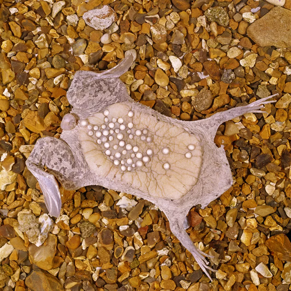 Cóc Surinam (Pipa pipa) màu xám, đầu hình tam giác và dẹt kỳ lạ gần như hoàn toàn sống dưới nước, sống trong các khu rừng nhiệt đới đất thấp ở Bolivia, Brazil, Colombia, Ecuador, Guianas, Peru và Trinidad. Trong mùa giao phối, con đực giúp con cái định vị tới 100 quả trứng đã thụ tinh trên lưng, nơi chúng phát triển trên da ếch cái. Trong khi được bao bọc trên lưng, các phôi phát triển trong trứng dưới dạng nòng nọc trong khoảng ba đến bốn tháng, cuối cùng bật ra khỏi lưng mẹ thành những con ếch con nhỏ có chiều dài khoảng 2 cm.