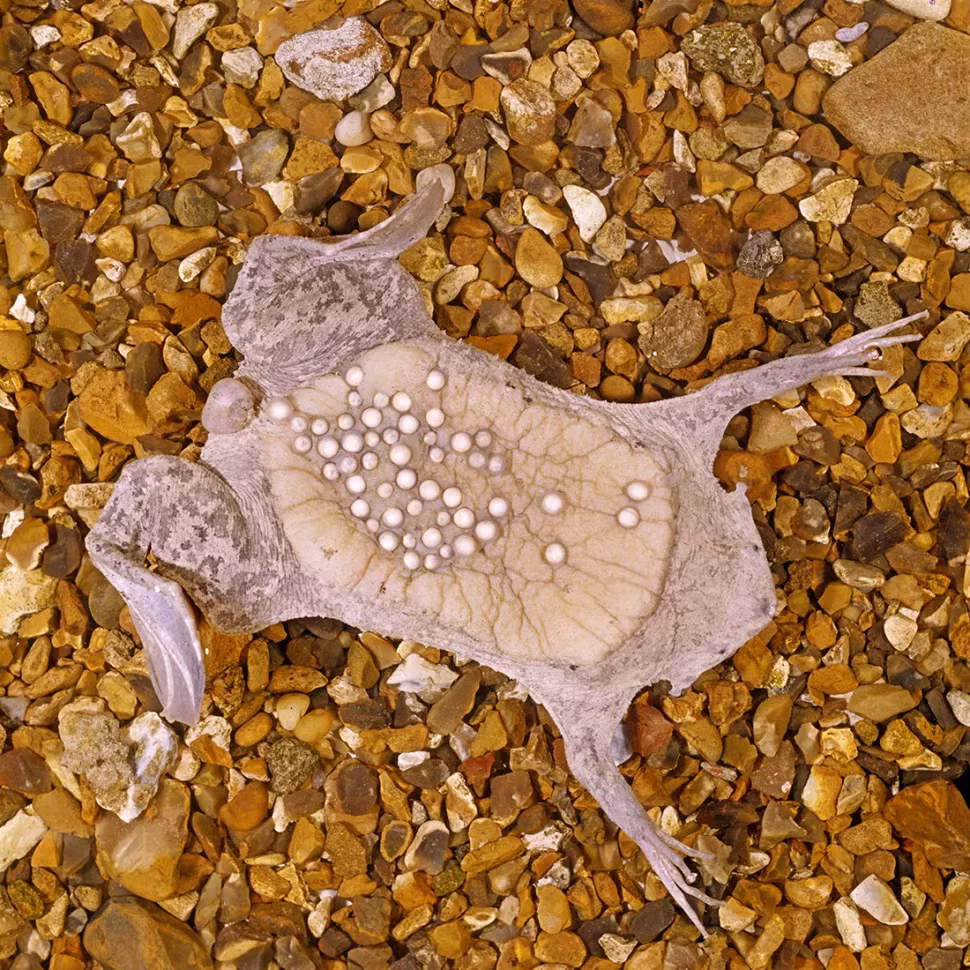 Cóc Surinam (Pipa pipa) màu xám, đầu hình tam giác và dẹt kỳ lạ gần như hoàn toàn sống dưới nước, sống trong các khu rừng nhiệt đới đất thấp ở Bolivia, Brazil, Colombia, Ecuador, Guianas, Peru và Trinidad. Trong mùa giao phối, con đực giúp con cái định vị tới 100 quả trứng đã thụ tinh trên lưng, nơi chúng phát triển trên da ếch cái. Trong khi được bao bọc trên lưng, các phôi phát triển trong trứng dưới dạng nòng nọc trong khoảng ba đến bốn tháng, cuối cùng bật ra khỏi lưng mẹ thành những con ếch con nhỏ có chiều dài khoảng 2 cm.