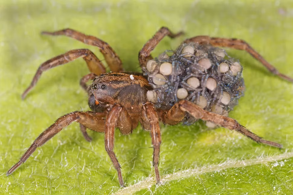 Nhện sói thực hành một hình thức chăm sóc con non sơ sinh kỳ lạ duy nhất trong số các loài nhện. Các nhà nghiên cứu đã báo cáo trong một công trình về một số loài nhện sói được công bố vào năm 1964 trên tạp chí Arkansas Academy of Science Proceedings, kết quả cho thấy ngay khi nhện con chui ra khỏi túi trứng, chúng lập tức trèo lên lưng mẹ, nơi chúng ở lại trên đó tối đa hai tuần.