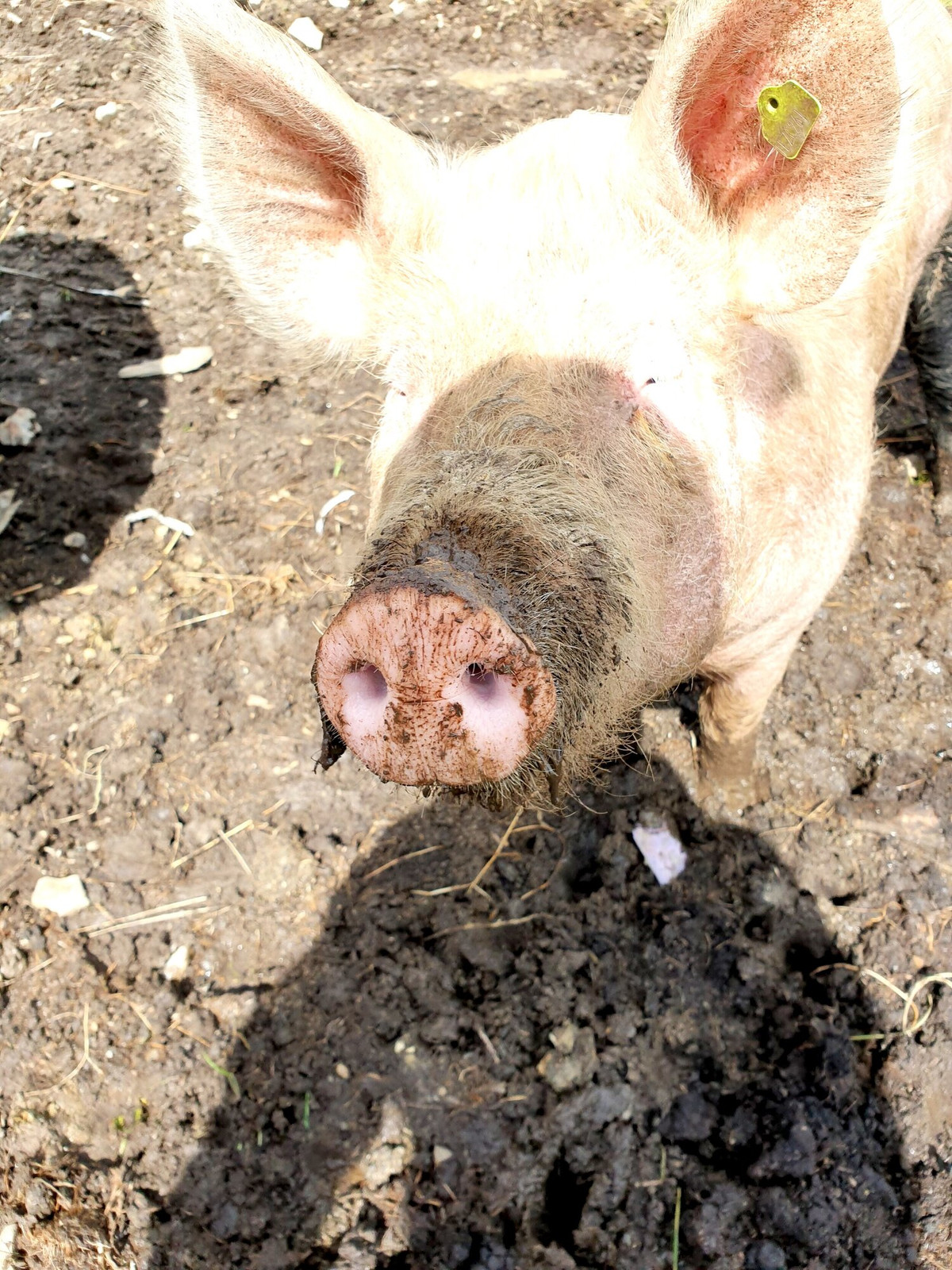 Lợn cũng có thể tìm kiếm những khu vực có bóng râm hoặc "dẫn nhiệt ra khỏi cơ thể bằng cách nằm thẳng trên một bề mặt mát", Tucker nói.