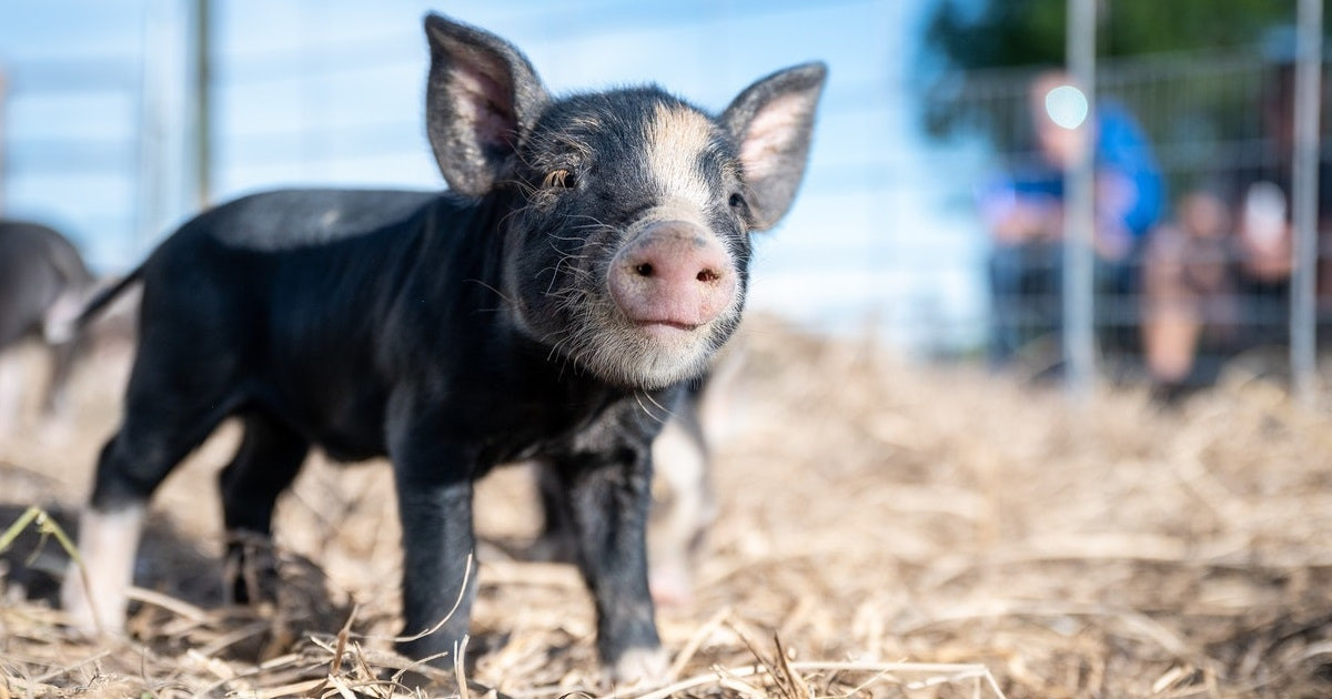 Tuy nhiên, nhiều nhóm trong đại gia đình lợn sống ở "những vùng ôn đới hơn trên thế giới, nơi chúng dành nhiều năng lượng hơn cho việc giữ ấm hơn là giữ mát", Tucker nói. Trong thời tiết lạnh giá, lợn quây quần bên nhau để sưởi ấm, đào hang hoặc run rẩy.