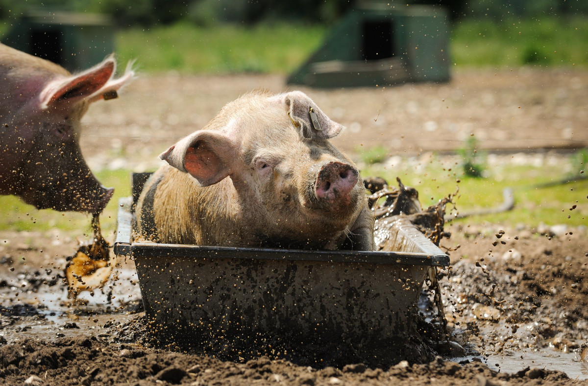 Lợn cũng thở hổn hển để hạ nhiệt. Thở hổn hển làm tăng lưu lượng không khí và sự bốc hơi nước từ phổi, giúp giải phóng thêm nhiệt từ cơ thể chúng.