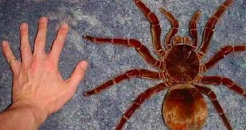 Nhện Goliath Birdeater (nhện ăn chim). Có nguồn gốc từ các khu vực rừng nhiệt đới ở Nam Mỹ, loài nhện khổng lồ này sinh sống trong các đầm lầy ngập nước. (Ảnh: Owlcation).