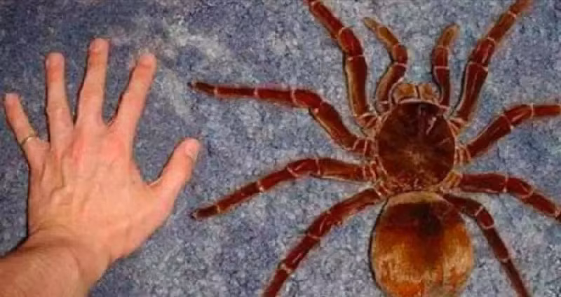 Nhện Goliath Birdeater (nhện ăn chim). Có nguồn gốc từ các khu vực rừng nhiệt đới ở Nam Mỹ, loài nhện khổng lồ này sinh sống trong các đầm lầy ngập nước. (Ảnh: Owlcation).