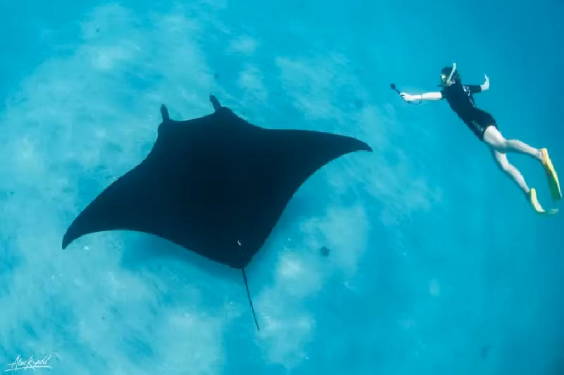 Cá đuối Manta. Loài cá đuối lớn nhất thế giới này có thể phát triển tới chiều ngang 25 feet (7.62 m). Vì kích thước to lớn và vẻ ngoài kỳ lạ, cá đuối Manta còn được mệnh danh là "cá quỷ". Mặc dù có biệt danh đáng sợ, loài này chỉ chủ yếu ăn các sinh vật nhỏ. (Ảnh: Owlcation).