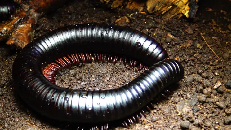 Rết khổng lồ châu Phi Millipede. Loài quái vật này có chiều dài hơn 15 inch (khoảng 38 cm) và độ dày trung bình 7.62 cm. Con rết này có khoảng 256 chân, số lượng chính xác thay đổi theo mỗi lần lột xác. (Ảnh: Owlcation).