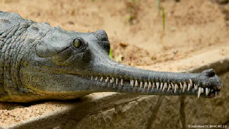 Cá sấu Gharial. Loài này có vẻ ngoài kỳ lạ với chiếc mõm dài và hẹp với hai hàng răng, có thể khiến bạn sợ sệt. Tuy nhiên, bộ hàm của chúng khá yếu và loài này cũng chỉ ăn thực vật, cá nhỏ, ếch nhái, côn trùng… (Ảnh: Owlcation).