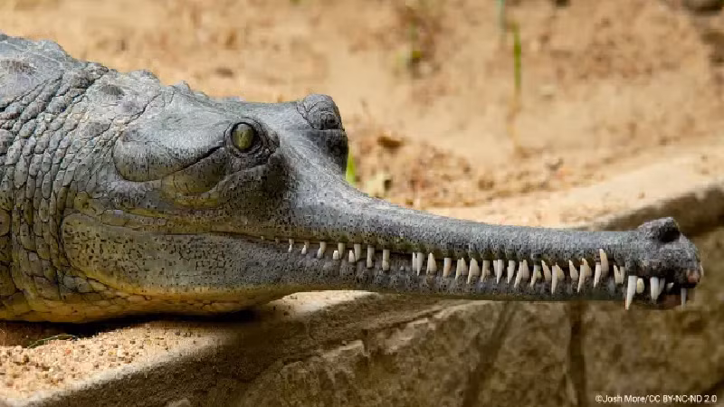 Cá sấu Gharial. Loài này có vẻ ngoài kỳ lạ với chiếc mõm dài và hẹp với hai hàng răng, có thể khiến bạn sợ sệt. Tuy nhiên, bộ hàm của chúng khá yếu và loài này cũng chỉ ăn thực vật, cá nhỏ, ếch nhái, côn trùng… (Ảnh: Owlcation).