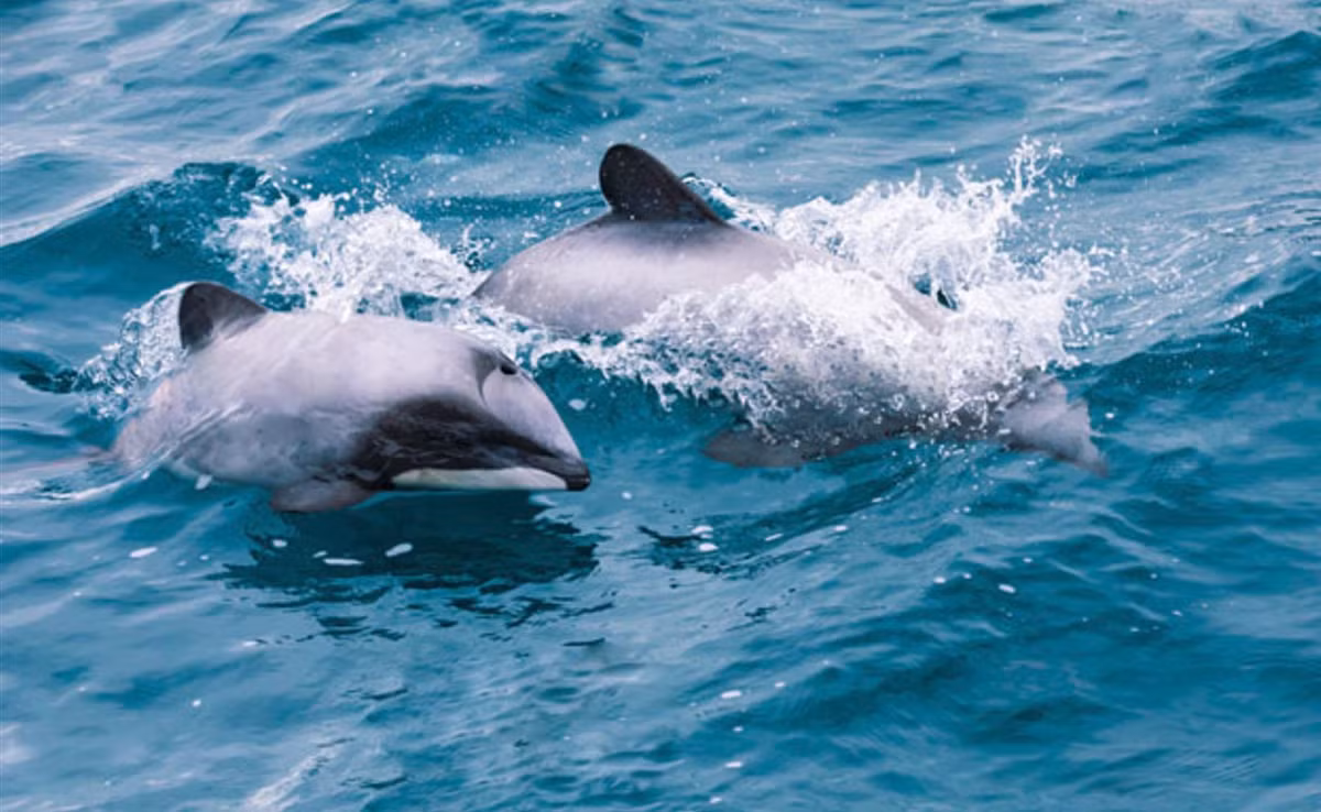 Gần đây, nhà khoa học Jason N. Bruck thuộc Đơn vị Nghiên cứu Động vật có vú ở Biển, Viện Đại dương Scotland, phát hiện ra rằng, cá heo mũi chai không chỉ chứng minh khả năng nhận dạng tên mà chúng còn tái tạo sự nhận biết này với một giác quan khác: Đó là vị giác.