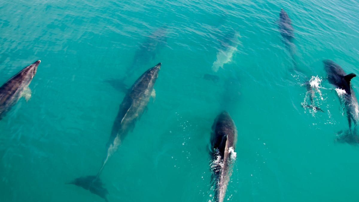 Nếu vậy, nghiên cứu cá heo có thể tiết lộ một cơ chế vị giác nhạy cảm với lipid lớn hơn và mạnh mẽ hơn so với sự đa dạng nhạy cảm scủa con người và do đó dễ nghiên cứu hơn. Phát hiện như vậy có thể cung cấp thông tin nghiên cứu về bệnh béo phì ở người, Bruck nói.