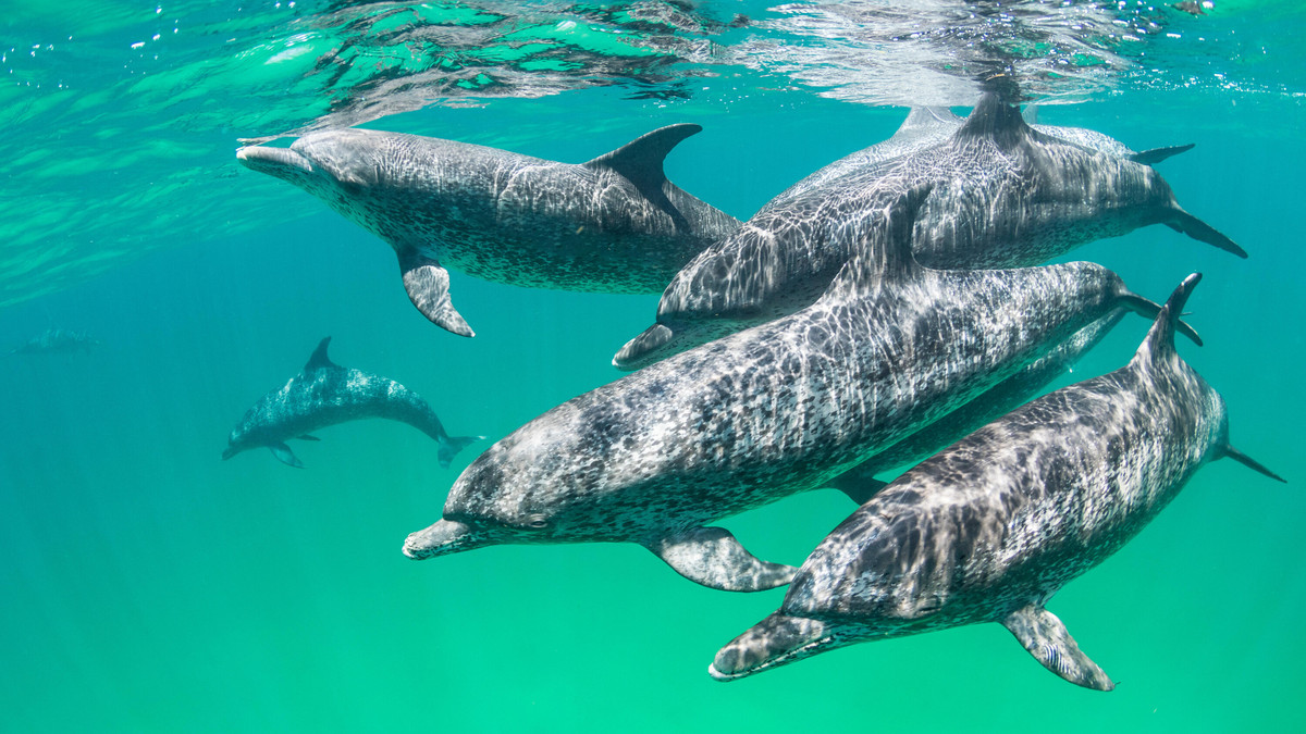 Nhóm đã tiến hành một nghiên cứu được gọi là nghiên cứu đa phương thức, trong đó các thí nghiệm kiểm tra xem một con vật có thể nhận ra một vật thể hoặc một con vật khác đồng loại thông qua nhiều tín hiệu nhận được từ các giác quan khác nhau hay không.