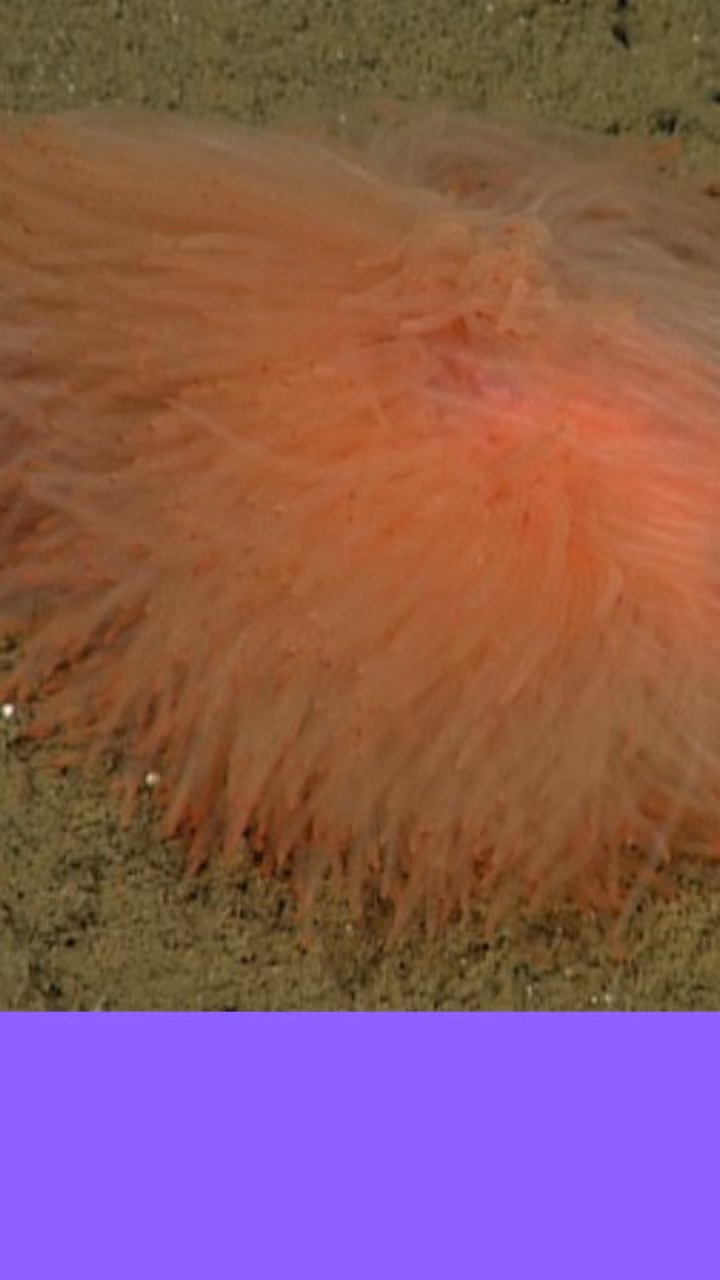 Loài giun spaghetti đặc biệt này vẫn chưa được đặt tên chính thức, nhưng nó thuộc chi Biremis.