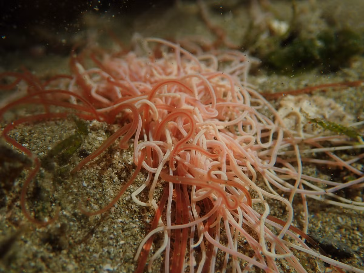 Nó bò dọc theo đáy biển để tìm những vị trí có nhiều thức ăn, theo MBARI.