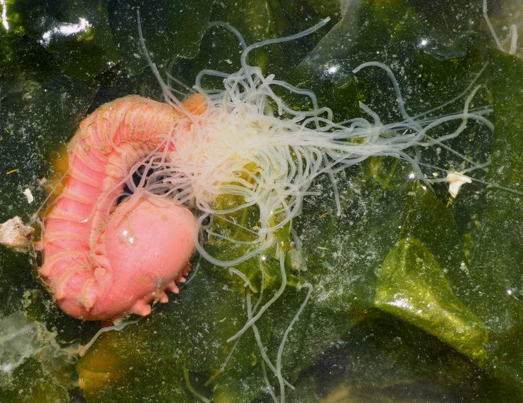 Đại diện MBARI cho biết: “Mặc dù việc đặt tên riêng cho một loài có vẻ là một quá trình đơn giản, nhưng nó thực sự mất rất nhiều thời gian và tâm huyết để thu thập mẫu vật, kiểm tra các đặc điểm chính, trình tự DNA và đặt tên khoa học”, đại diện MBARI cho biết trong tuyên bố.