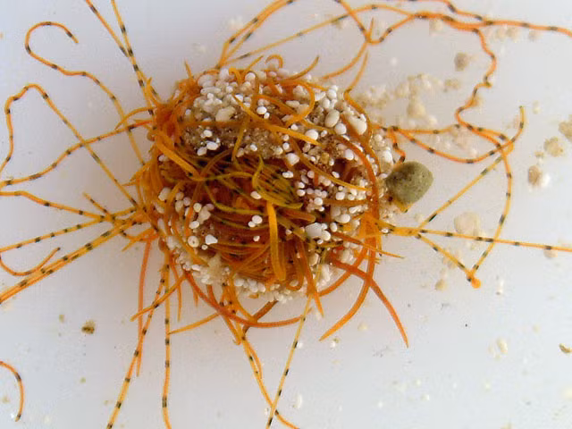 Theo MBARI, việc tiếp tục khám phá đại dương sâu và các sinh vật sống ở đó là vô cùng quan trọng, đặc biệt là khi nhiều hệ sinh thái biển sâu đang bị suy thoái bởi các hoạt động phá hoại như khai thác hoặc đánh bắt dưới biển sâu.