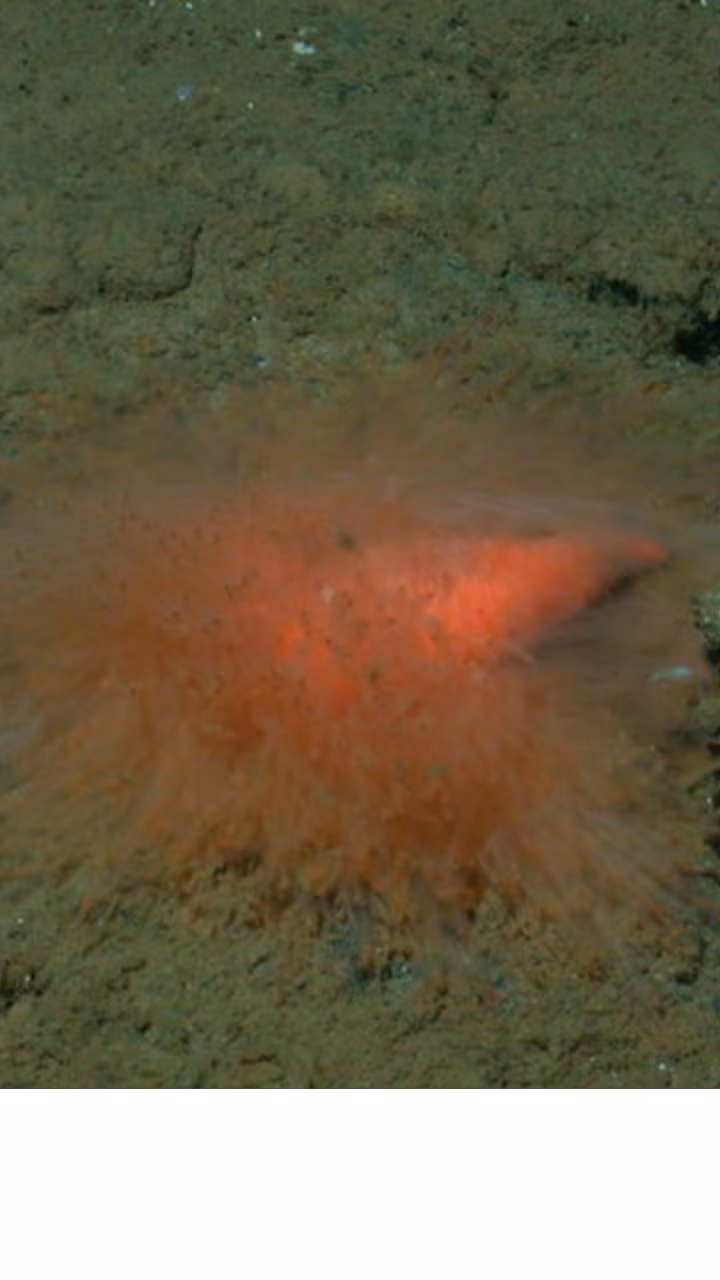 Nó không có mắt hoặc mang và sử dụng các xúc tu sặc sỡ của mình để bắt những mảnh vụn hữu cơ nhỏ, còn được gọi là tuyết biển, mà nó ăn vào, theo một tuyên bố của MBARI.