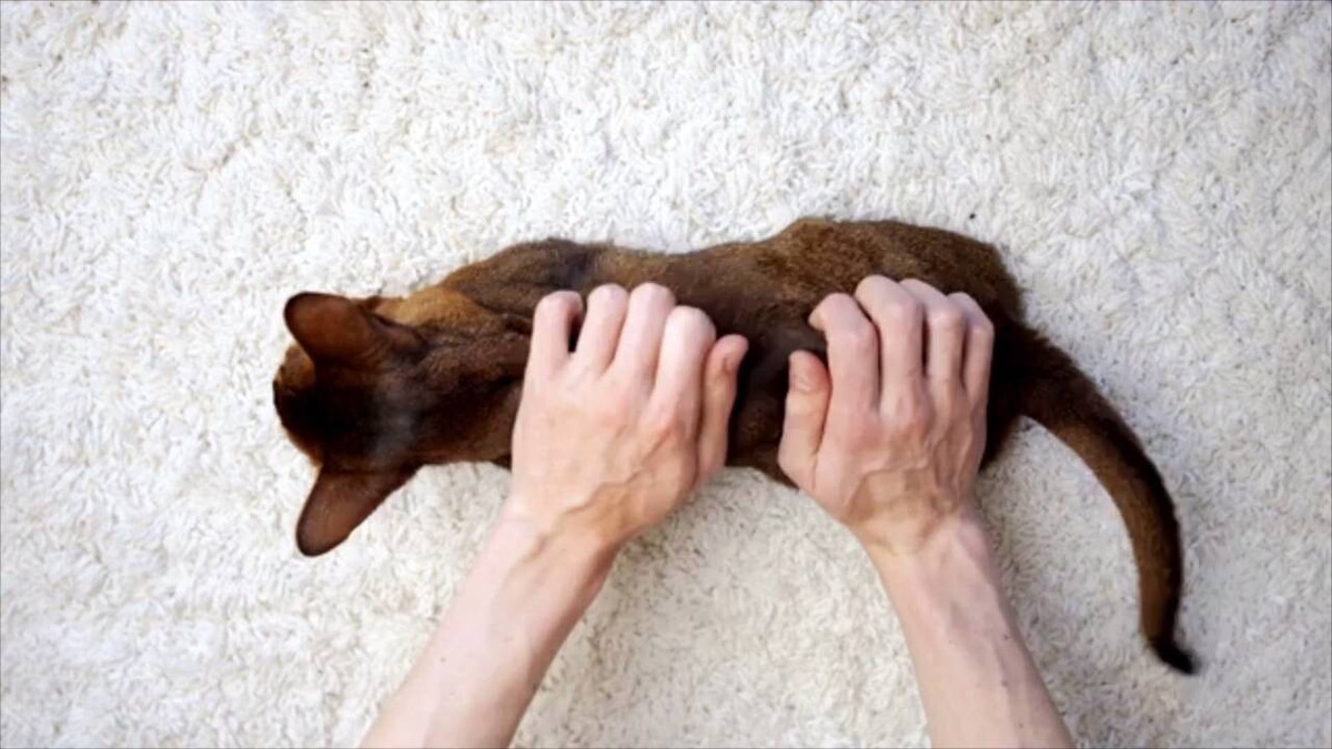 Các chuyên gia không hoàn toàn chắc chắn mục đích của chúng là gì, nhưng Arce nói với Live Science cho rằng túi này chứa các chất lỏng có mùi mà các tuyến tiết ra bôi trơn và tạo mùi thơm cho phân của chúng, giúp đánh dấu lãnh thổ hoặc thu hút bạn tình.