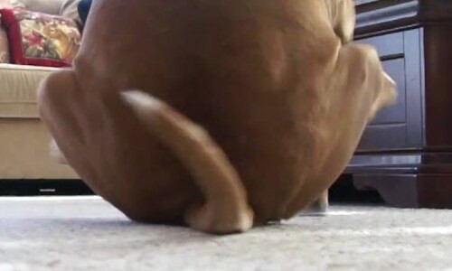 Một trong những yếu tố kích thích mông là túi hậu môn bị kích thích. Túi hậu môn là hai tuyến nhỏ ở hai bên lỗ hậu môn của mèo hoặc chó.