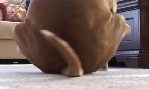 Một trong những yếu tố kích thích mông là túi hậu môn bị kích thích. Túi hậu môn là hai tuyến nhỏ ở hai bên lỗ hậu môn của mèo hoặc chó.