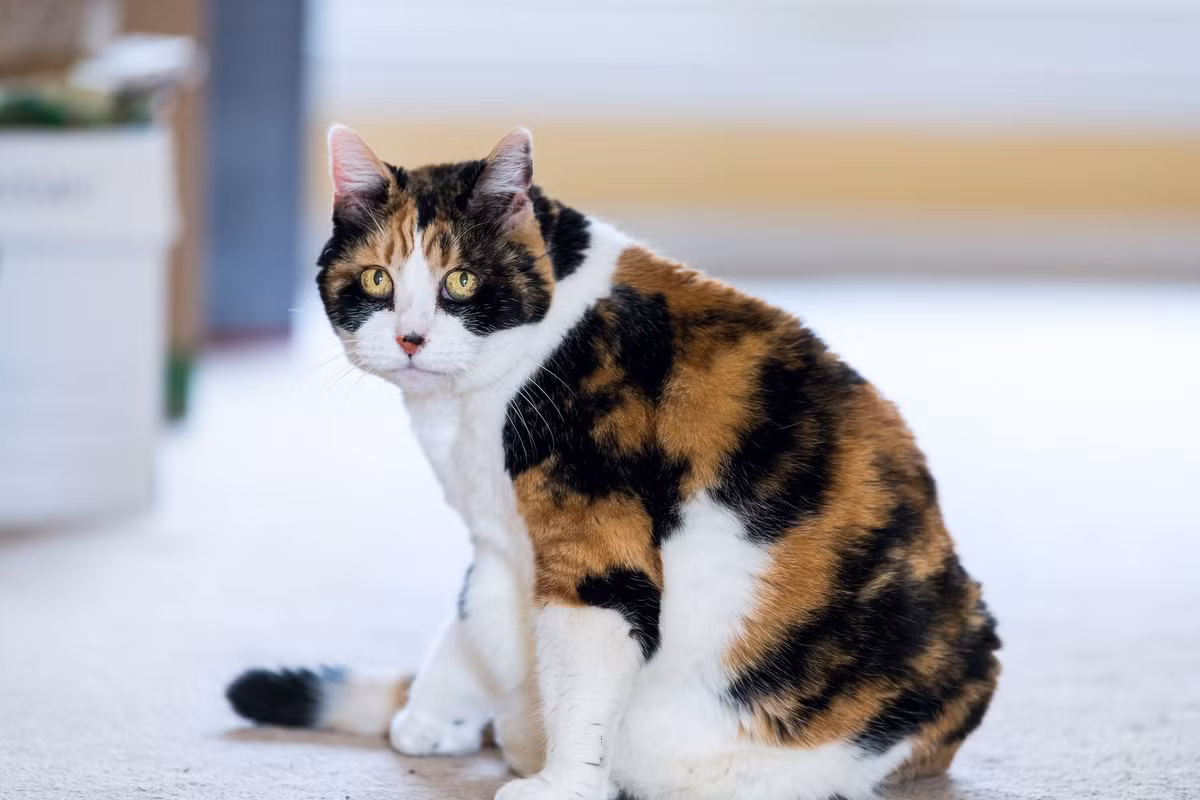 Khi bị tắc hoàn toàn, các túi hậu môn có thể sưng lên và cuối cùng chúng có thể vỡ ra. Tốt nhất nên đưa thú cưng của bạn đến bác sĩ thú y trước khi điều này trở nên nghiêm trọng, để chúng có thể thông tuyến hậu môn, loại bỏ tắc nghẽn - và chấm dứt tình trạng ngứa ngáy và nổi hạch ở mông. 