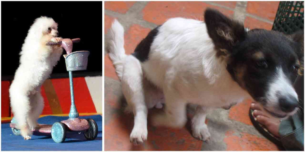 Đôi khi ngứa ngáy ở mông chỉ là chuyện xảy ra hiếm hoi lâu lâu một lần. Nhưng nếu tình trạng này xảy ra thường xuyên hơn, chà mông có thể là dấu hiệu cho thấy con mèo hoặc con chó của bạn đang gặp vấn đề về sức khỏe.