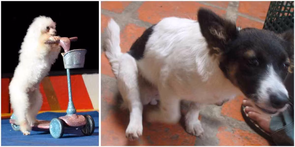 Đôi khi ngứa ngáy ở mông chỉ là chuyện xảy ra hiếm hoi lâu lâu một lần. Nhưng nếu tình trạng này xảy ra thường xuyên hơn, chà mông có thể là dấu hiệu cho thấy con mèo hoặc con chó của bạn đang gặp vấn đề về sức khỏe.