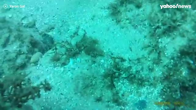 Cá mập Wobbegongs sống ở vùng nước nông ven biển và được cho là loài đặc hữu của Australia, chúng thường di chuyển sát vùng cát hoặc vùng đá dưới đáy biển, chúng ăn nhiều loại mồi cùng với cá, tôm càng, bạch tuộc và cua. Thế nên, nó thường xuyên được các thợ lặn nhìn thấy, Bảo tàng Australia giải thích.