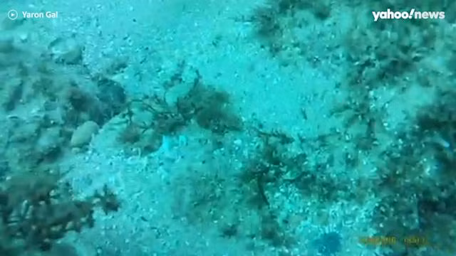 Cá mập Wobbegongs sống ở vùng nước nông ven biển và được cho là loài đặc hữu của Australia, chúng thường di chuyển sát vùng cát hoặc vùng đá dưới đáy biển, chúng ăn nhiều loại mồi cùng với cá, tôm càng, bạch tuộc và cua. Thế nên, nó thường xuyên được các thợ lặn nhìn thấy, Bảo tàng Australia giải thích.